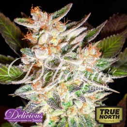 Delicious Candy AUTO FEMINIZED Seeds (Delicious Seeds)