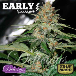 Delicious Candy Early Version FEMINIZED Seeds (Delicious Seeds) 