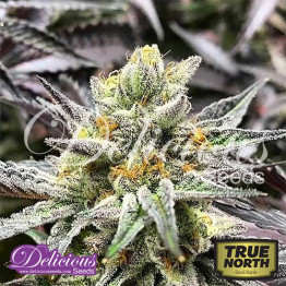 Delicious Cookies FEMINIZED Seeds (Delicious Seeds)