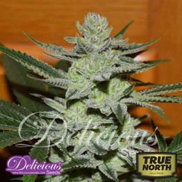 Unknown Kush FEMINIZED Seeds (Delicious Seeds)