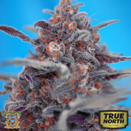 Devil Cream AUTO Feminized Seeds (Sweet Seeds) - CLEARANCE