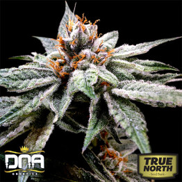 DJ’s Gold FEMINIZED Seeds (DNA Genetics)