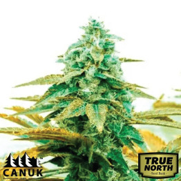 Diesel Feminized Seeds (Canuk Seeds) - ELITE STRAIN