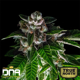 Bakers Delight FEMINIZED Seeds (DNA Genetics - Sorbet Collection)