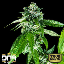 Sorbet Dreams FEMINIZED Seeds (DNA Genetics - Sorbet Collection)