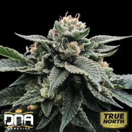 Sorbet Stash FEMINIZED Seeds (DNA Genetics - Sorbet Collection)