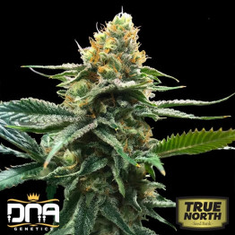 Sour Sorbet FEMINIZED Seeds (DNA Genetics - Sorbet Collection)