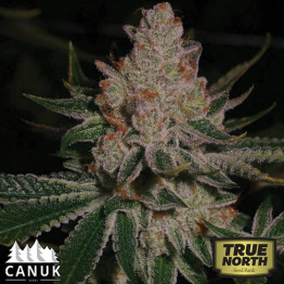 Do-si-dos Feminized Seeds (Canuk Seeds) - ELITE STRAIN 