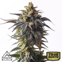 Dosidos Feminized Seeds (Prism Seeds)