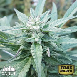 Double Down Regular Seeds (Canuk Seeds) *While Supplies Last*