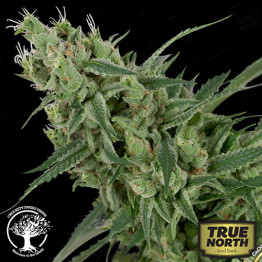 Double Tangie Banana REGULAR Seeds (Crockett Family Farms)