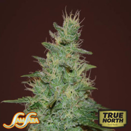 El Alquimista AUTOFLOWERING FEMINIZED Seeds (Samsara Seeds)