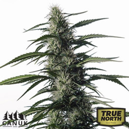 Elixir CBD AUTO FEMINIZED Seeds (Canuk Seeds)