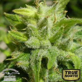 Euforia REGULAR Seeds (Dutch Passion)