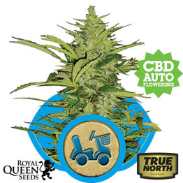 Fast Eddy Auto Feminized Seeds (Royal Queen Seeds) - CLEARANCE