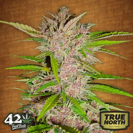 Fastberry Auto Feminized Seeds (FastBuds) - CLEARANCE