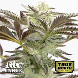 Cake Bomb Feminized Seeds (Canuk Seeds) - ELITE STRAIN