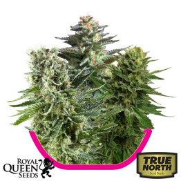 Feminized Mix Seeds (Royal Queen Seeds)