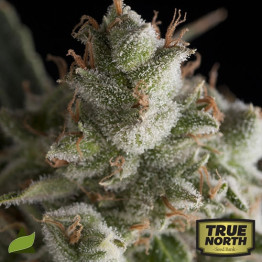 Fresh Candy FEMINIZED Seeds (Pyramid Seeds)