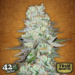 G14 Auto Feminized Seeds (FastBuds) - CLEARANCE