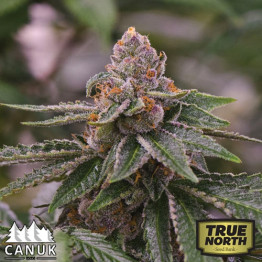 Gelato Feminized Seeds (Canuk Seeds) - ELITE STRAIN