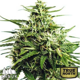 GG#4 Auto Feminized Seeds (Canuk Seeds)