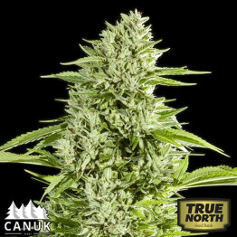 GG#4 Fast Feminized Seeds (Canuk Seeds) 