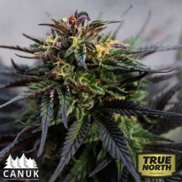 Girl Scout Cookies Feminized Seeds (Canuk Seeds) - ELITE STRAIN