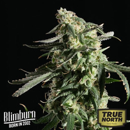 Girl Scout Cookies FEMINIZED Seeds (BlimBurn Seeds)