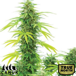 Girl Scout Cookies Fast Version Feminized Seeds (Canuk Seeds) - ELITE STRAIN