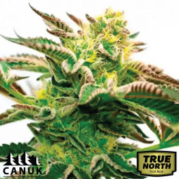 Girl Scout Cookies X Sour Diesel Feminized Seeds (Canuk Seeds) - ELITE STRAIN
