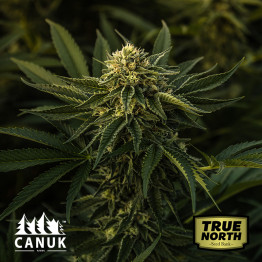 God Bud Regular Seeds (Canuk Seeds) - ELITE STRAIN