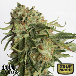 Gold Rush Feminized Seeds (Canuk Seeds) - ELITE STRAIN 