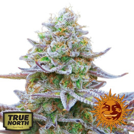 Gorilla Zkittlez Feminized Seeds (Barney's Farm) 