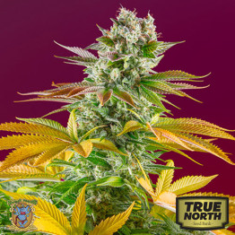 Gorilla Girl F1 Fast Version Feminized Seeds (Sweet Seeds)