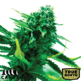 Gorilla Glue Lemon Feminized Seeds (Canuk Seeds) - ELITE STRAIN