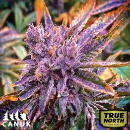 Gorilla Purple Autoflowering Feminized Seeds (Canuk Seeds) - ELITE STRAIN
