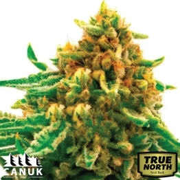 Gorilla Lemon Fire Feminized Seeds (Canuk Seeds) - ELITE STRAIN