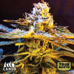 Grandaddy Black Feminized Seeds (Canuk Seeds) - ELITE STRAIN 