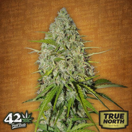 Grapefruit Auto Feminized Seeds (FastBuds) - CLEARANCE