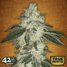 Green Crack Auto Feminized Seeds (FastBuds) - CLEARANCE