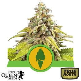 Green Gelato Automatic Feminized Seeds (Royal Queen Seeds)