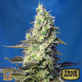 Green Poison XL Auto Feminized Seeds (Sweet Seeds) - CLEARANCE