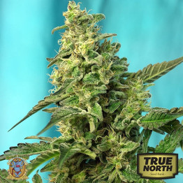 Green Poison FAST Version Feminized Seeds (Sweet Seeds)