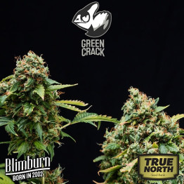 Green Crack FEMINIZED Seeds (BlimBurn Seeds)