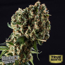 Granddaddy Purple FEMINIZED Seeds (BlimBurn Seeds)