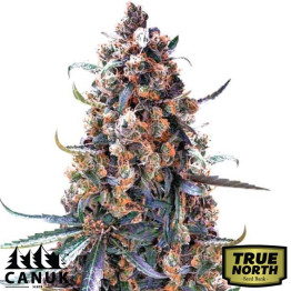 Green Crack Fast Version Feminized Seeds (Canuk Seeds) - ELITE STRAIN