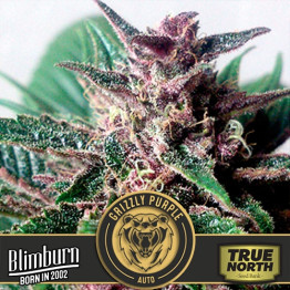 Grizzly Purple AUTO FEMINIZED Seeds (BlimBurn Seeds)