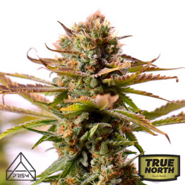 Girl Scout Cookies Auto Feminized Seeds (Prism Seeds)