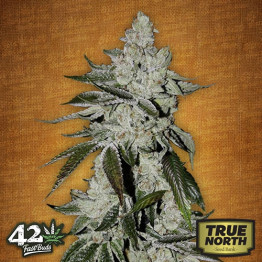 Girl Scout Cookies Auto Feminized Seeds (FastBuds) - CLEARANCE